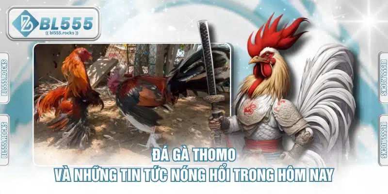 Đá Gà Thomo Và Những Tin Tức Nóng Hổi Trong Hôm Nay