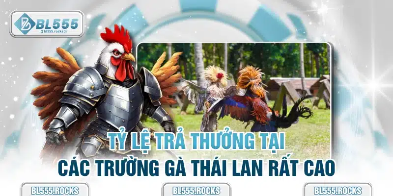 Tỷ lệ trả thưởng tại các trường gà Thái Lan rất cao